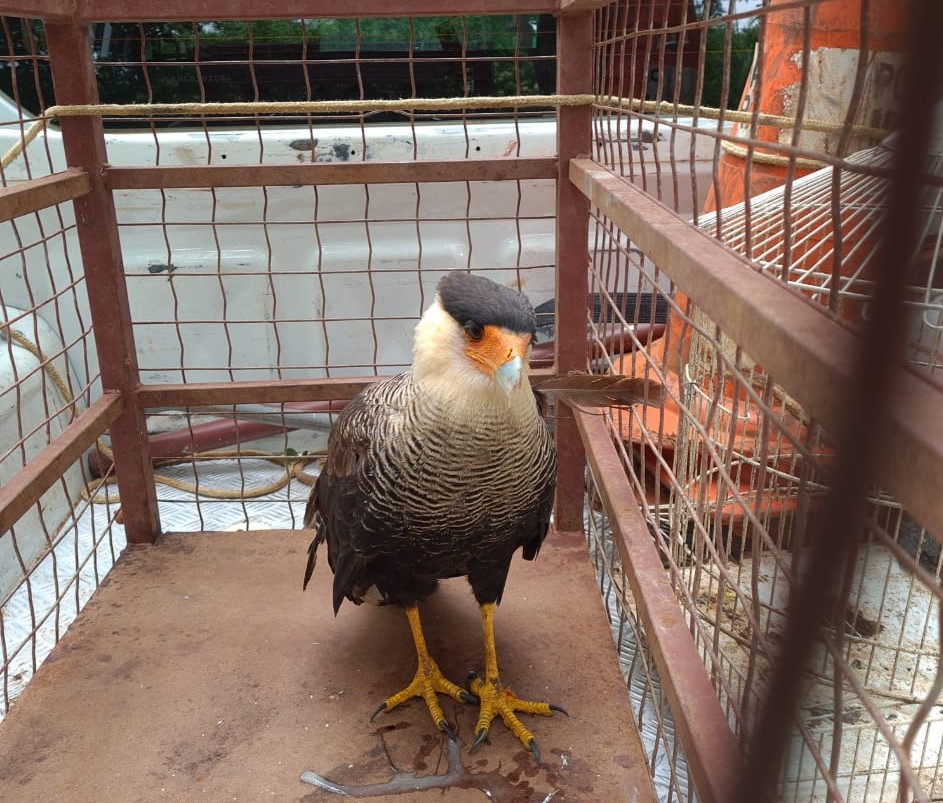 Ave foi resgatada e levada atendimento veterinário (Foto: Divulgação PMA)